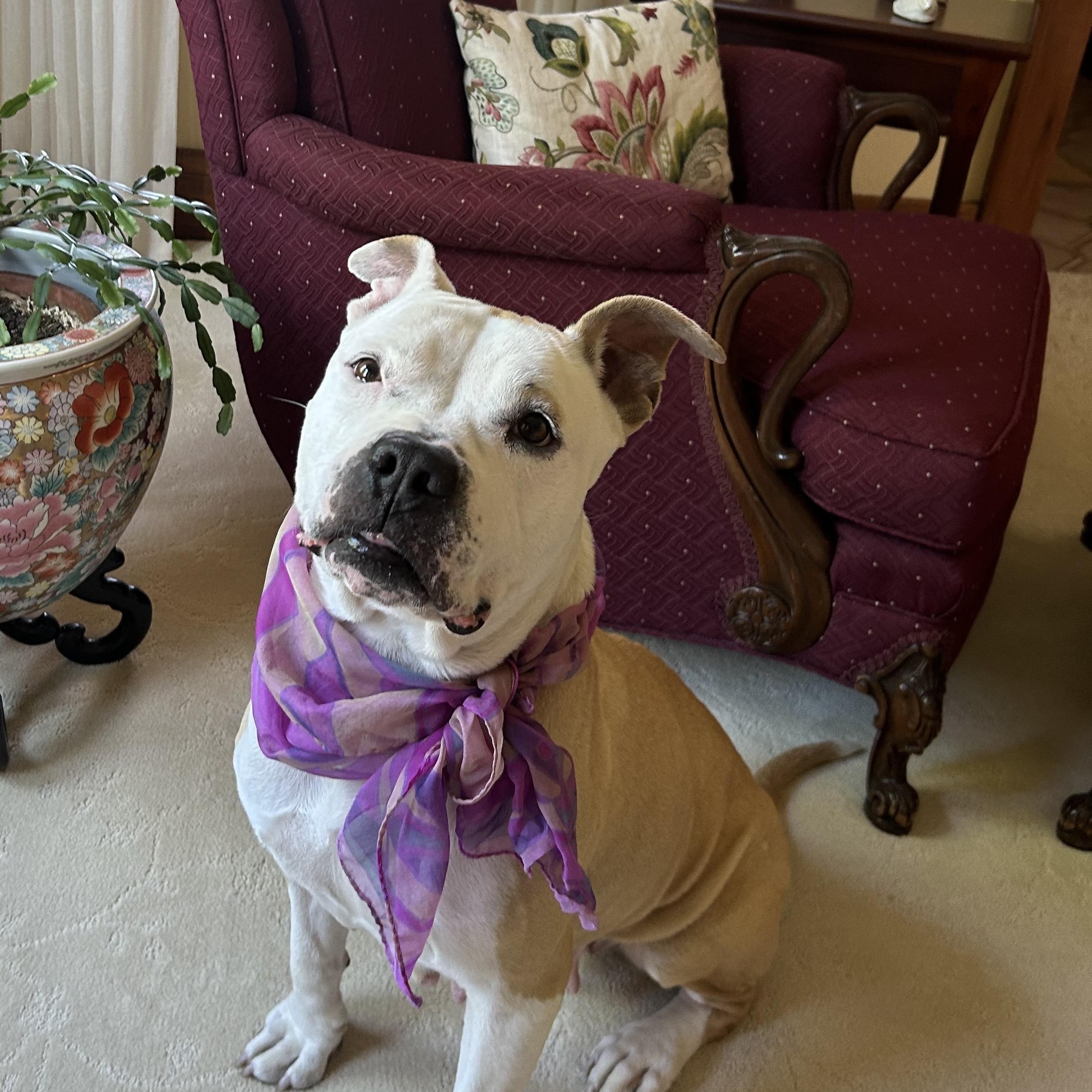 Enlarge Sasha, a ADOPTABLE mixed breed in Buffalo, NY image 4/6