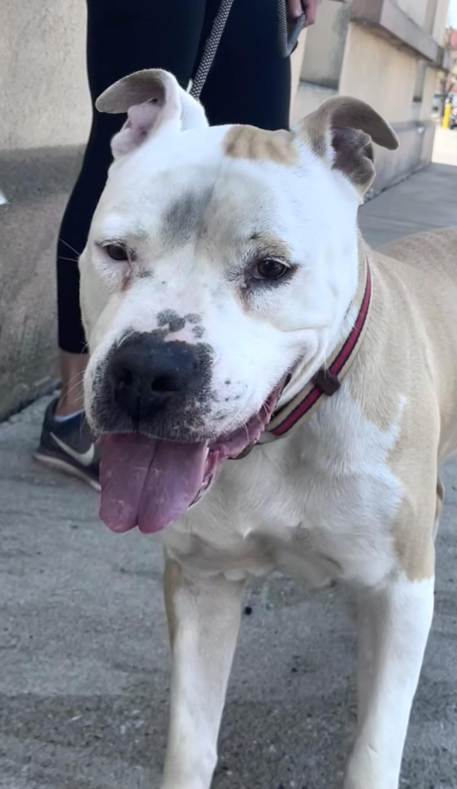 Enlarge Esme, a ADOPTABLE mixed breed in Buffalo, NY image 5/5