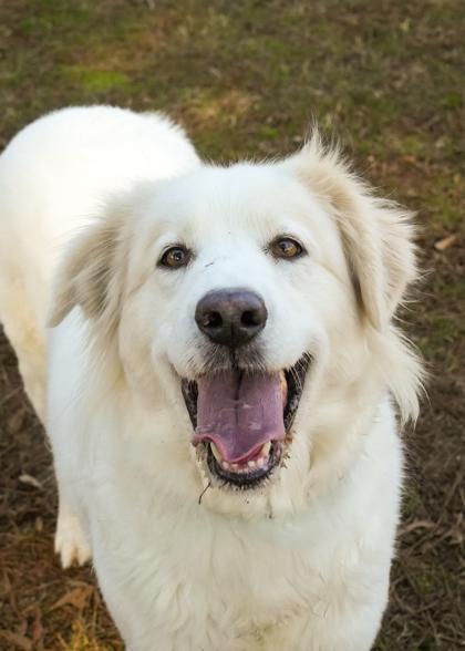 Enlarge Silvermist 61698, a Adoptable mixed breed in Aiken, SC image 1/3