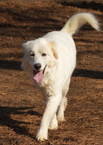 Enlarge Silvermist 61698, a Adoptable mixed breed in Aiken, SC image 2/3