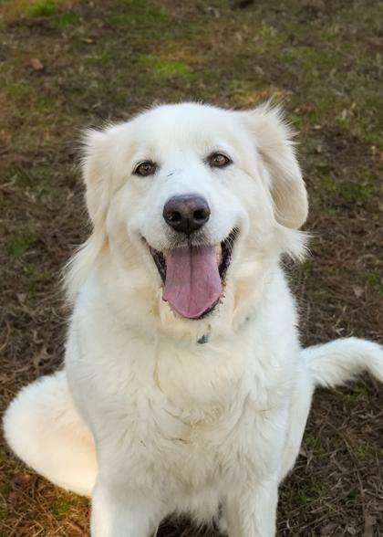 Enlarge Silvermist 61698, a Adoptable mixed breed in Aiken, SC image 3/3