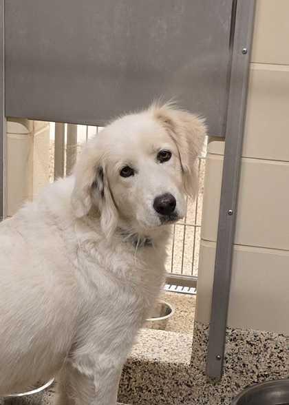 Enlarge Silvermist 61698, a Adoptable mixed breed in Aiken, SC image 2/2