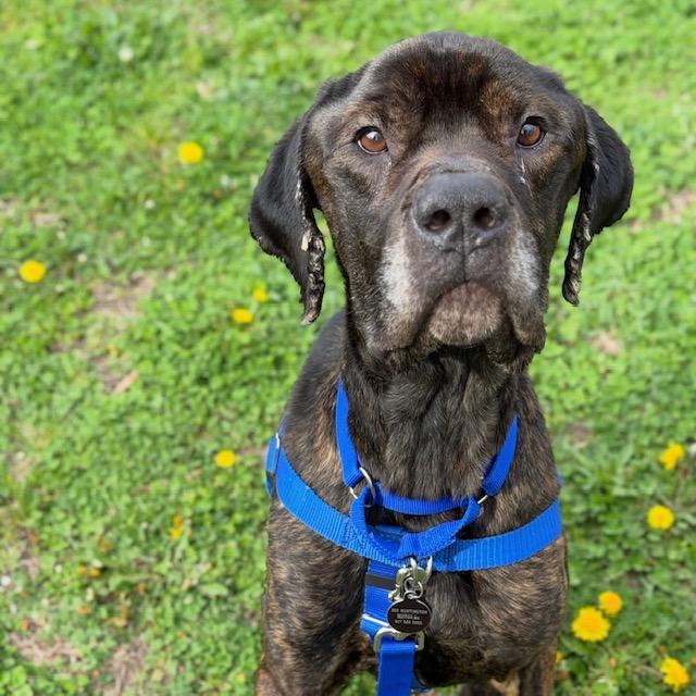 Enlarge BALBOA, a Adoptable mixed breed in Boston, MA image 1/1