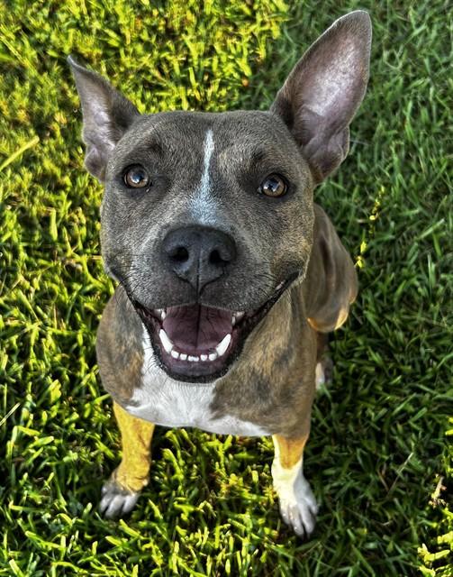 HARMONY, Adoptable, Adult Female Pit Bull Terrier.