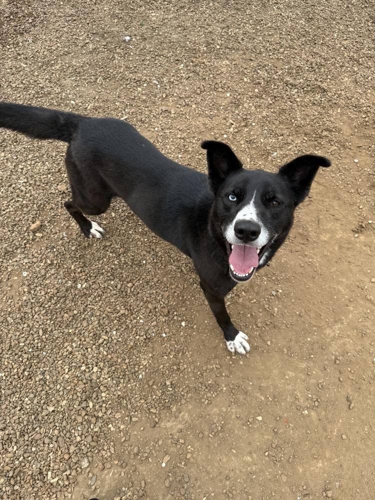 Enlarge Scotch, a Adoptable mixed breed in Lexington, TN image 1/6