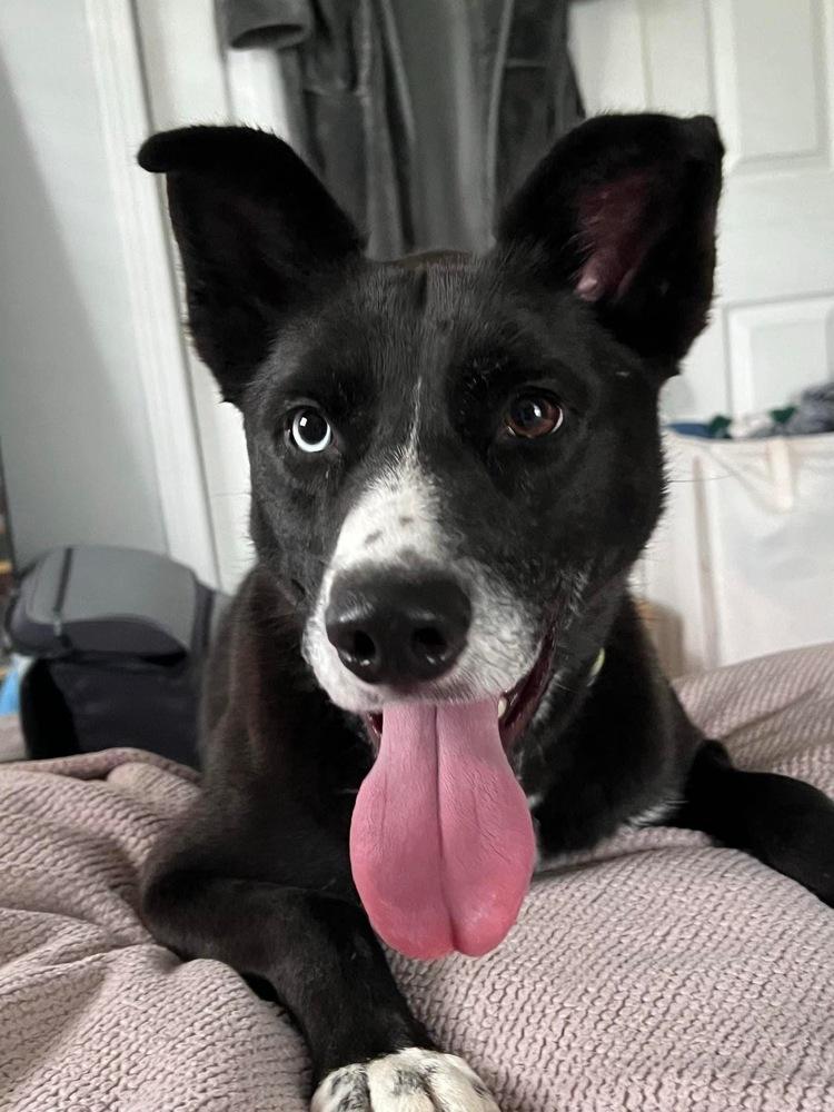 Scotch, Adoptable, Adult Female Border Collie & Husky.