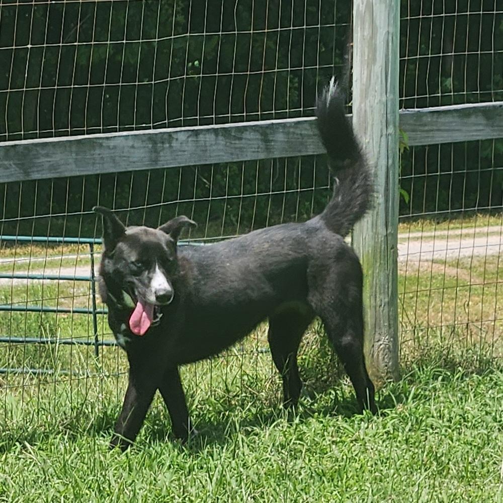 Scotch, a Adoptable mixed breed in Lexington, TN image 2/6