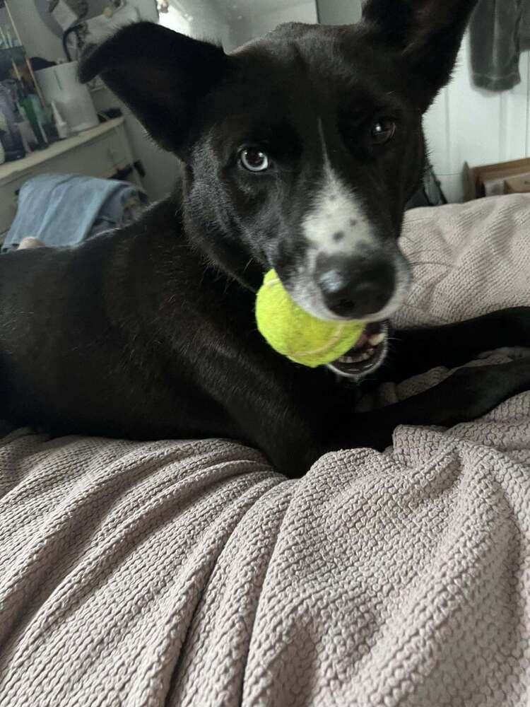 Scotch, a Adoptable mixed breed in Lexington, TN image 3/6
