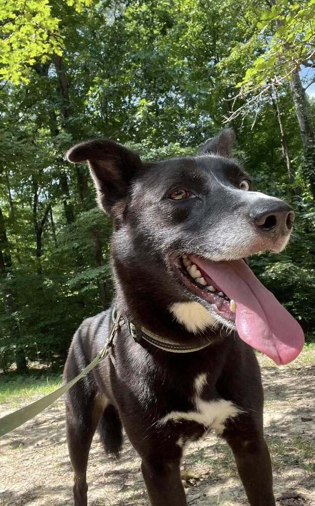 Scotch, a Adoptable mixed breed in Lexington, TN image 4/6