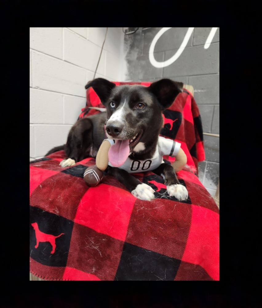 Scotch, a Adoptable mixed breed in Lexington, TN image 5/6