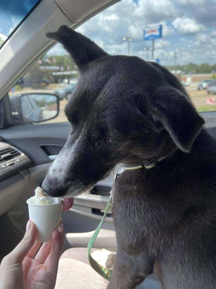 Scotch, a Adoptable mixed breed in Lexington, TN image 6/6
