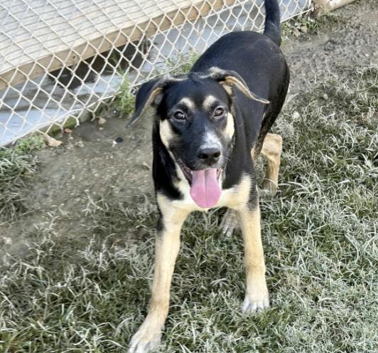Sashimi (URGENT), Adoptable, Puppy Female German Shepherd Dog & Mixed Breed.