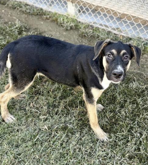 Sashimi (URGENT), a Adoptable mixed breed in Boston, MA image 2/3