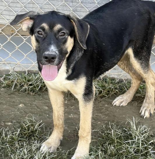 Sashimi (URGENT), a Adoptable mixed breed in Boston, MA image 3/3