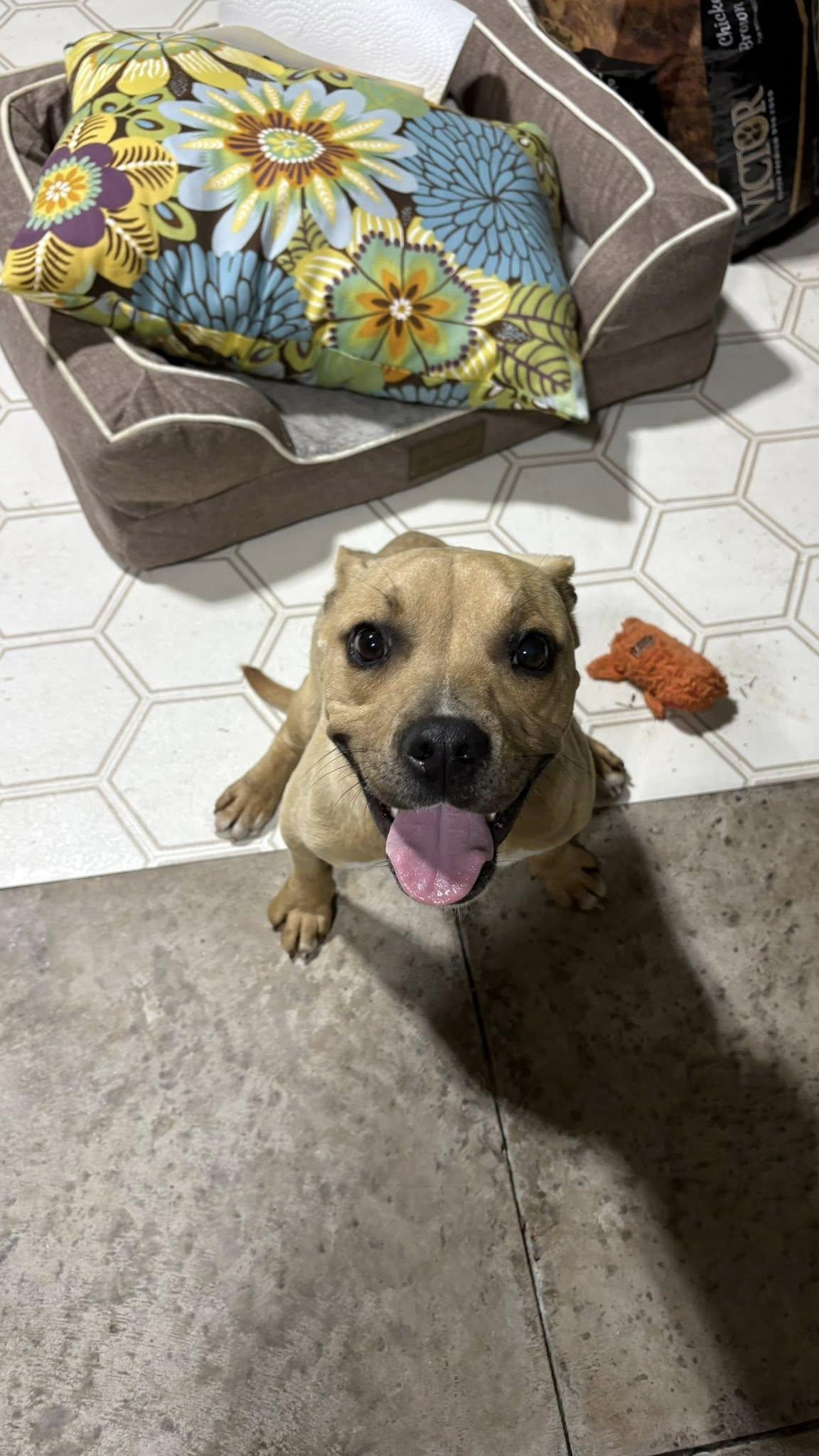 Enlarge Topher, a ADOPTABLE mixed breed in Ayden, NC image 3/6