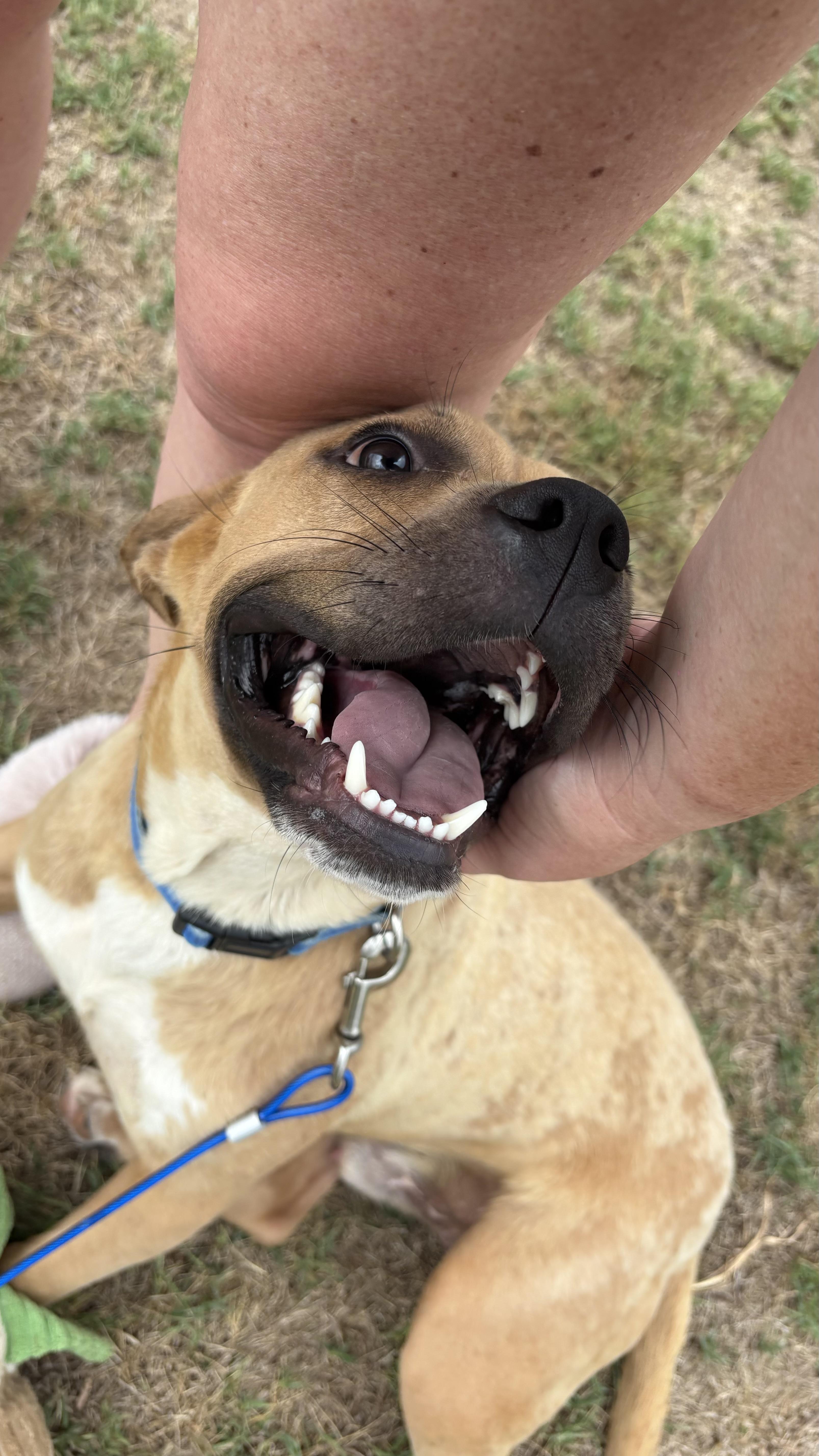 Topher, a ADOPTABLE mixed breed in Ayden, NC image 5/6