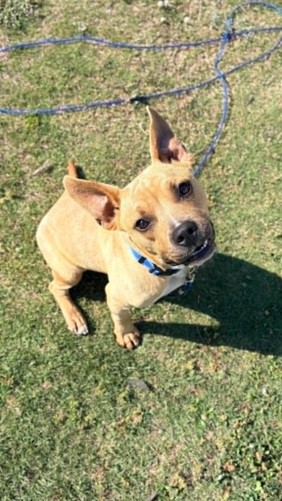Topher, ADOPTABLE, Adult Male Staffordshire Bull Terrier.