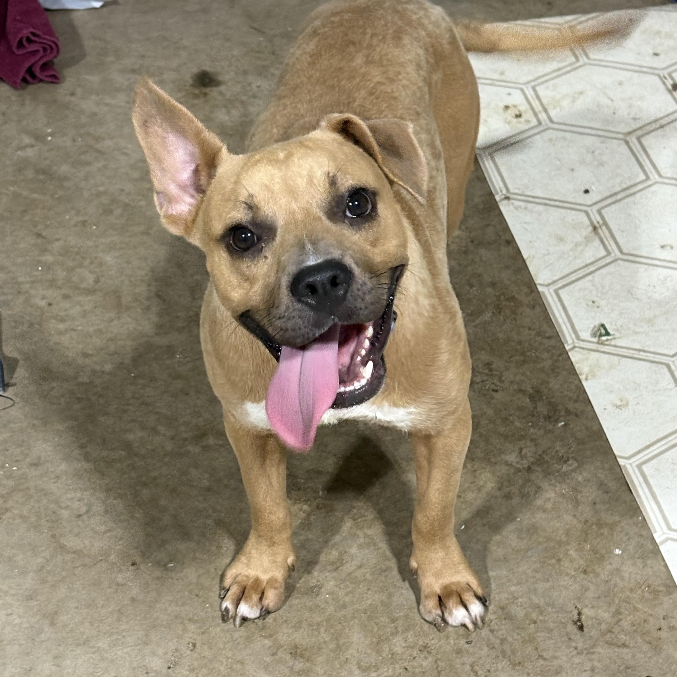 Topher, ADOPTABLE, Adult Male Staffordshire Bull Terrier.