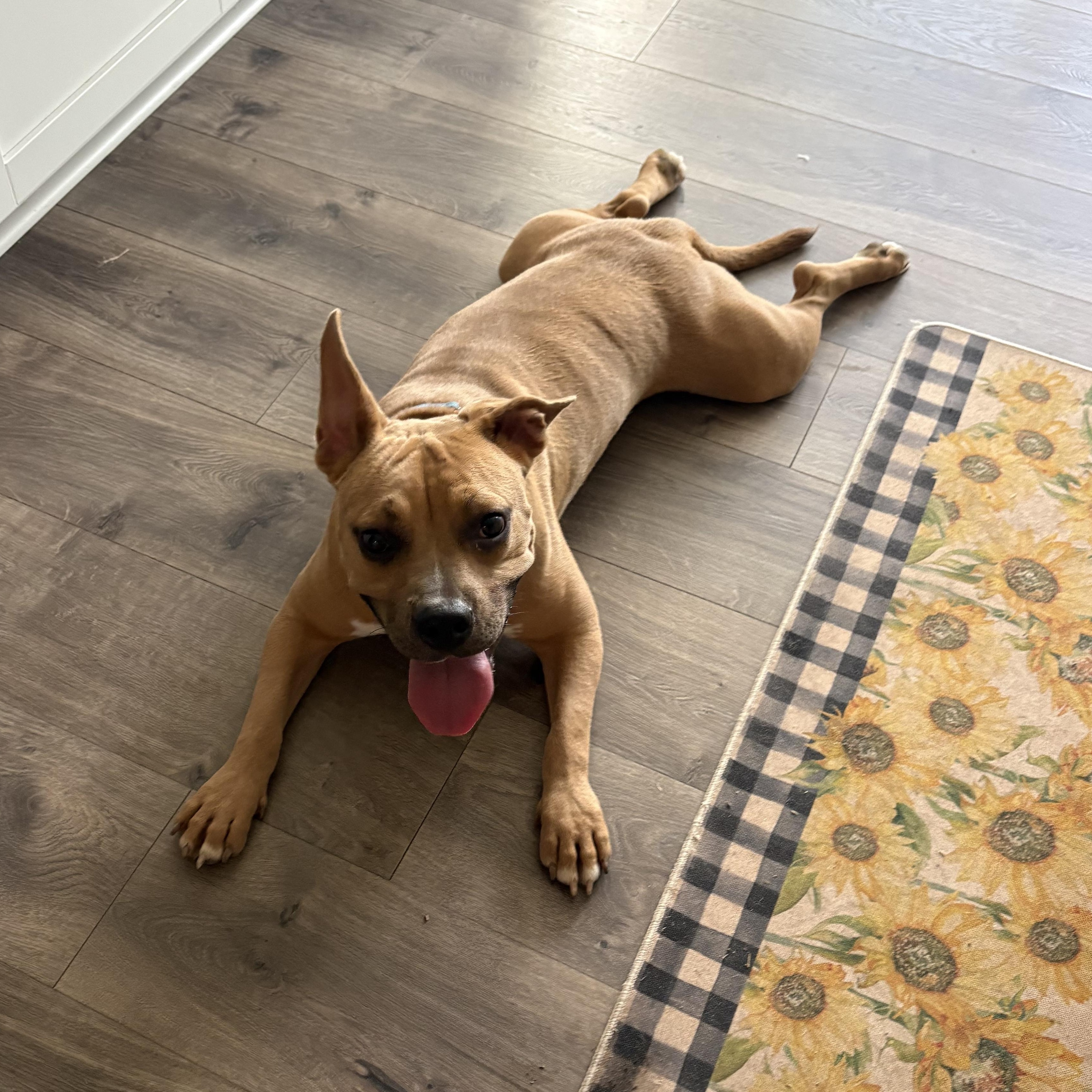 Topher, Adoptable, Adult Male American Bully.