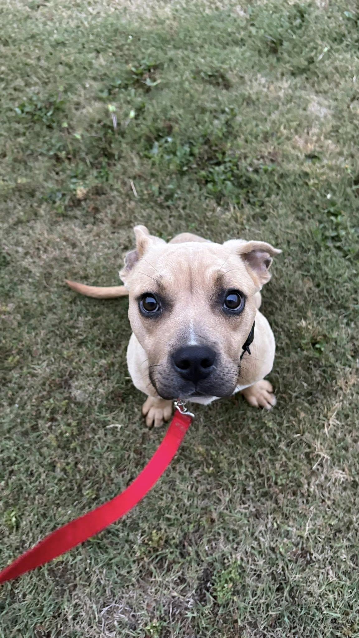 Enlarge Topher, a ADOPTABLE mixed breed in Ayden, NC image 4/6