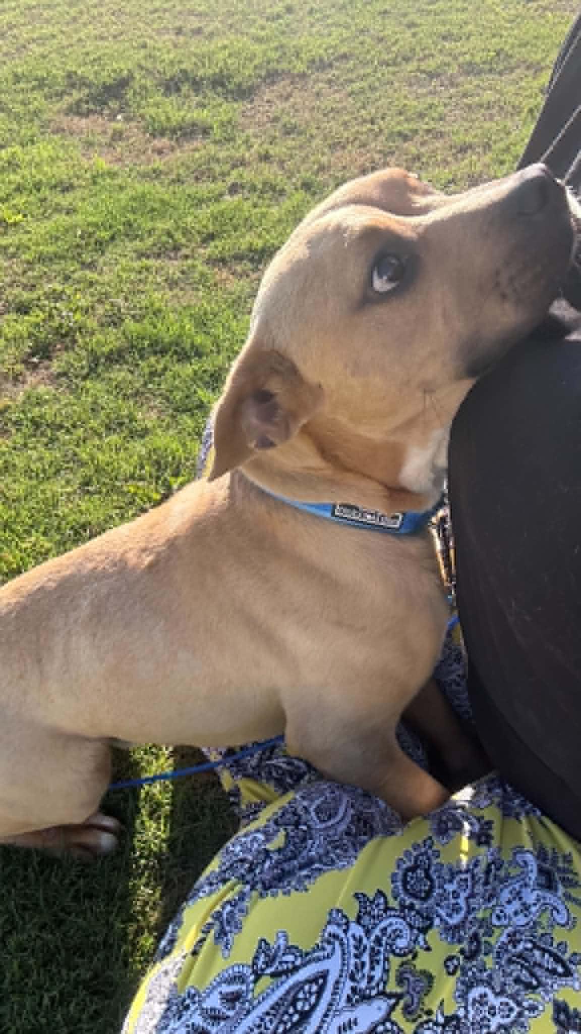 Enlarge Topher, a ADOPTABLE mixed breed in Ayden, NC image 6/6