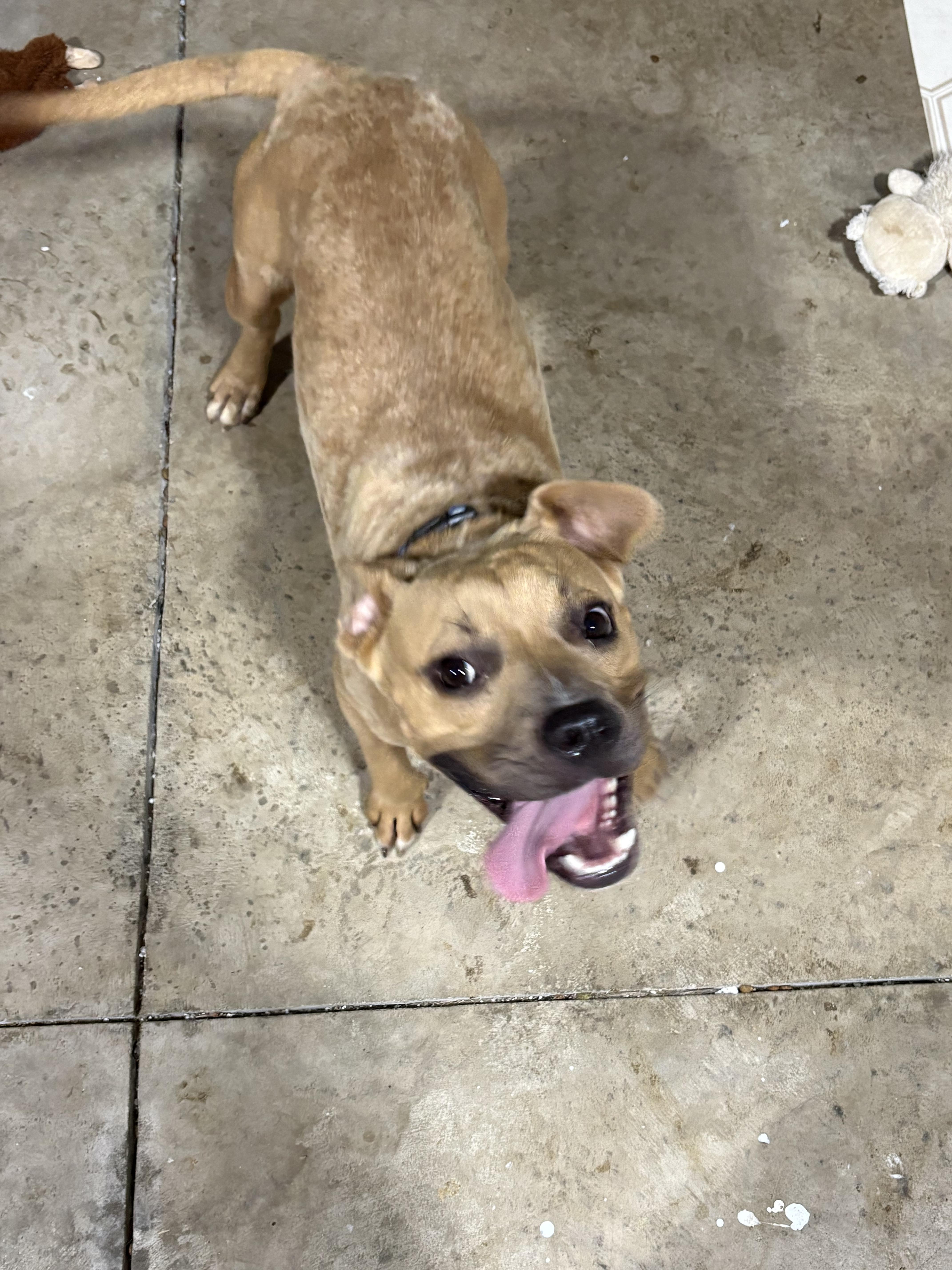 Topher, a ADOPTABLE mixed breed in Ayden, NC image 6/6
