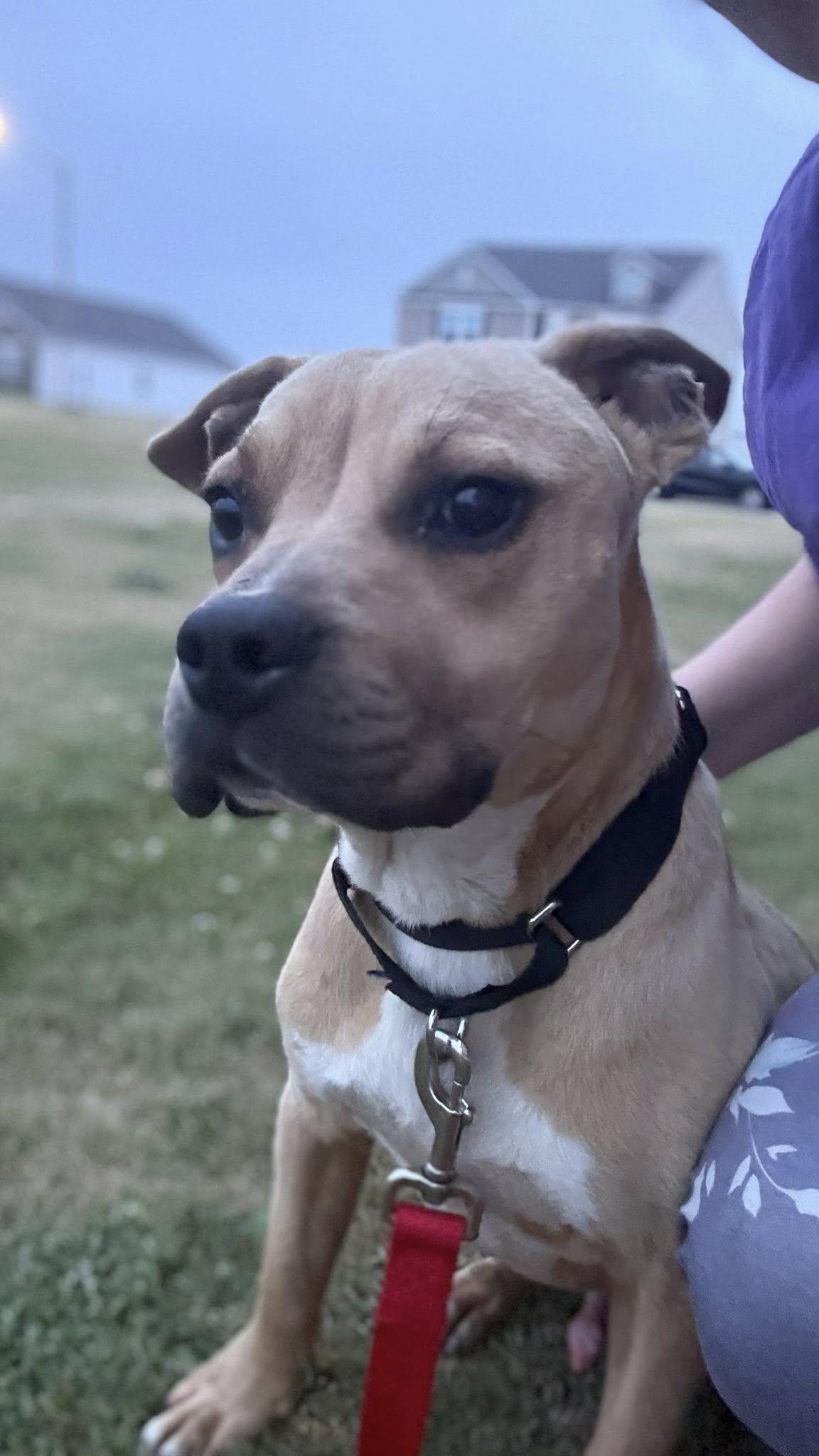 Enlarge Topher, a ADOPTABLE mixed breed in Ayden, NC image 2/6