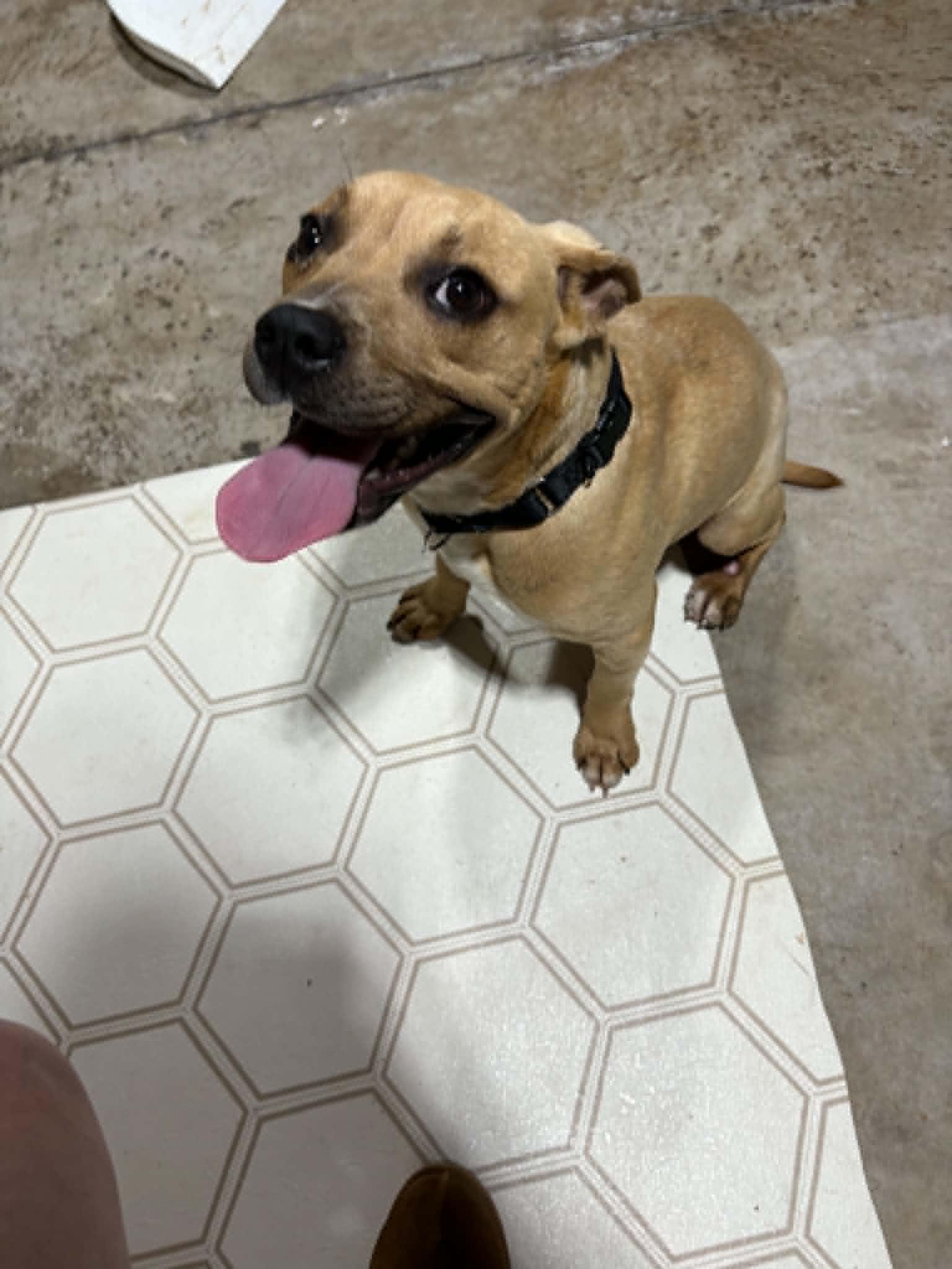 Enlarge Topher, a ADOPTABLE mixed breed in Ayden, NC image 5/6