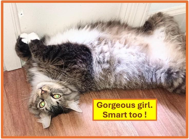 DORA, Adoptable, Young Female Domestic Long Hair.