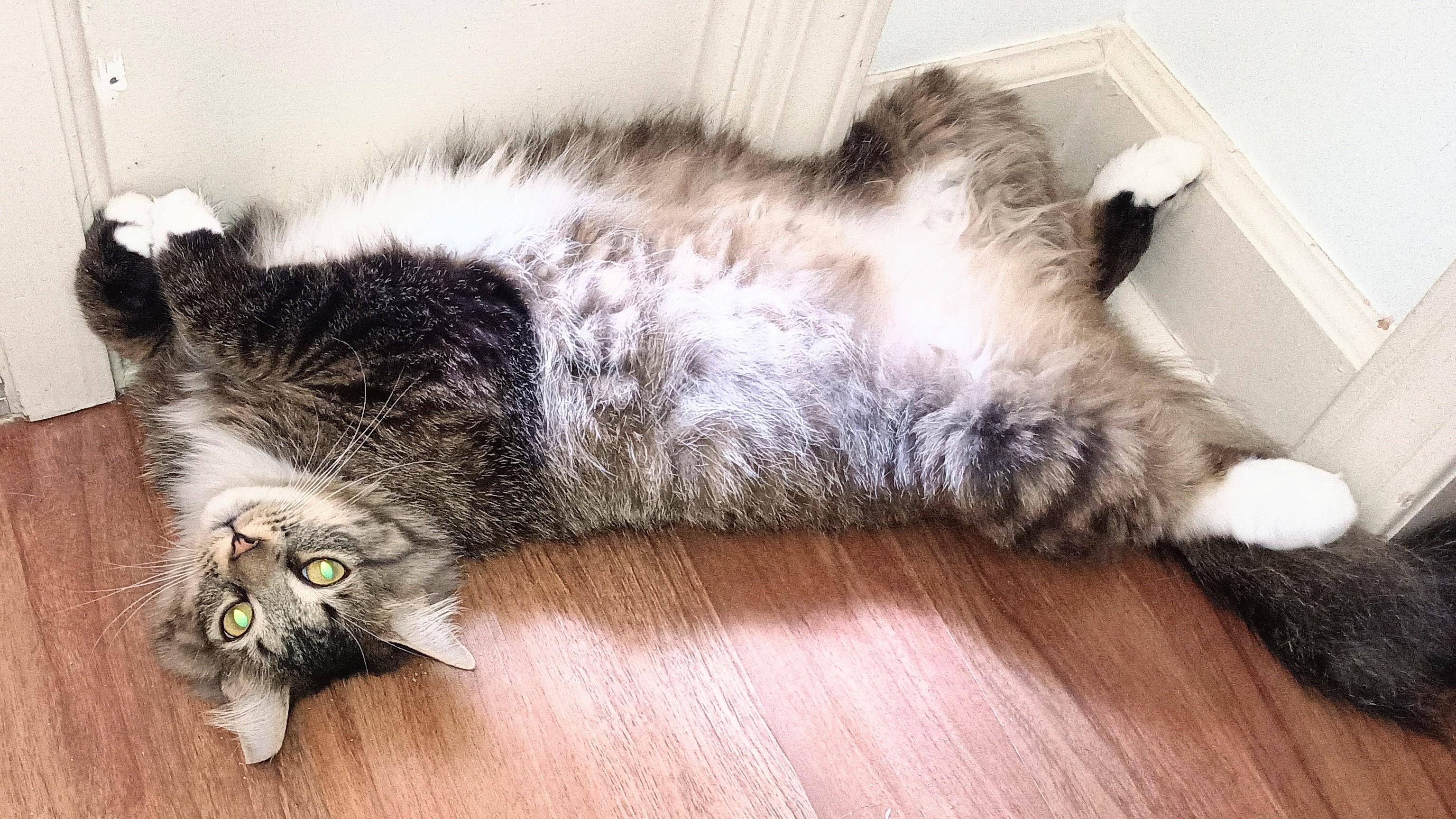 DORA, Young Female Domestic Long Hair