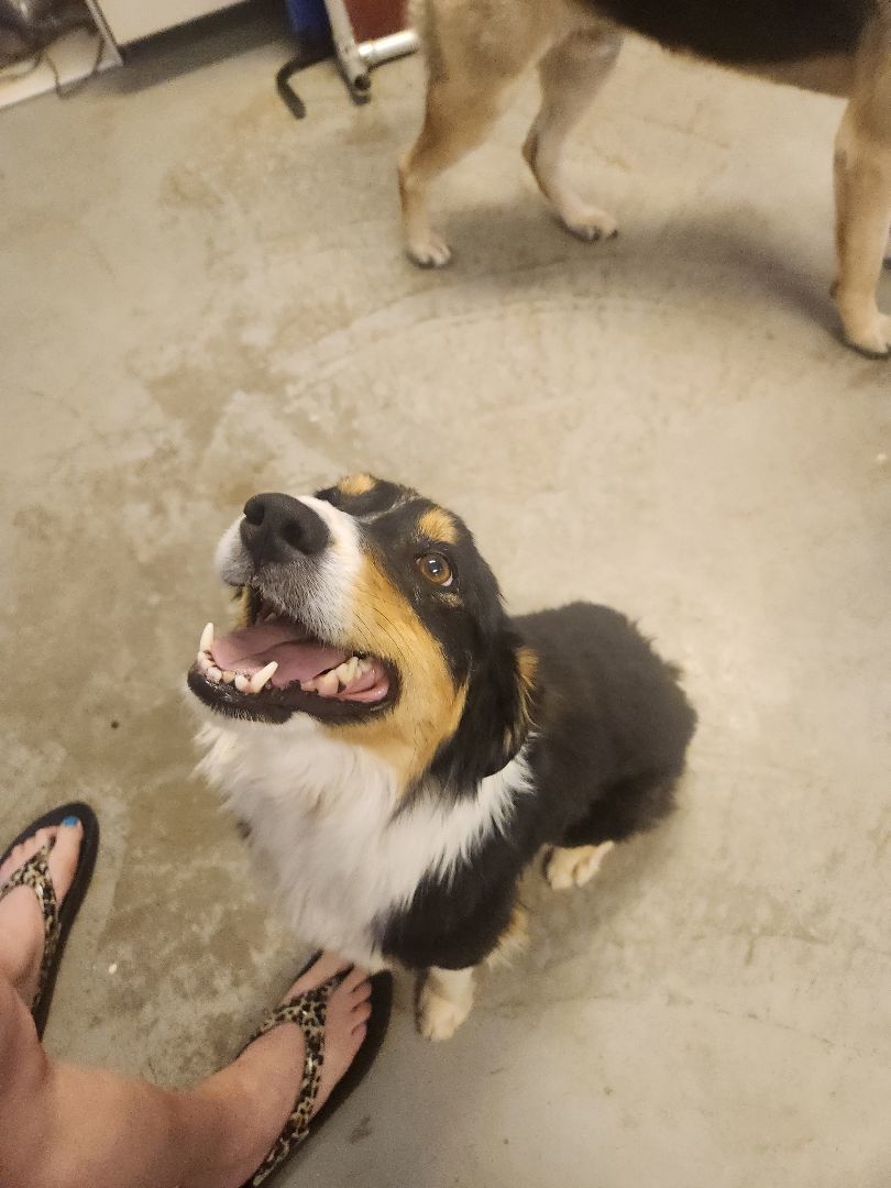 Edie, a Adopted Australian Shepherd in Parowan, UT image 1/5