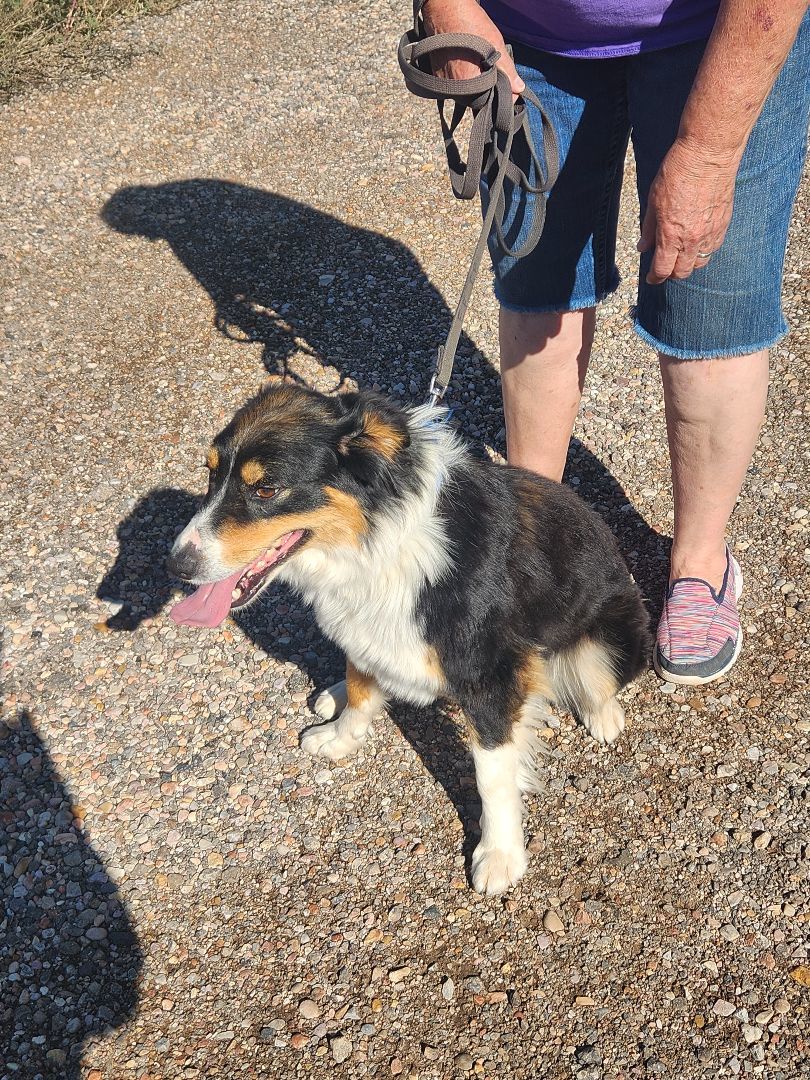 Edie, a Adopted Australian Shepherd in Parowan, UT image 2/5