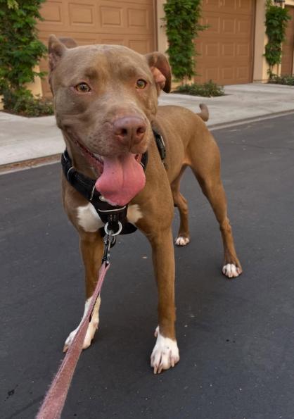 Enlarge Maple, a ADOPTABLE Pit Bull Terrier in TEMECULA, CA image 1/5