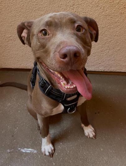 Enlarge Maple, a ADOPTABLE Pit Bull Terrier in TEMECULA, CA image 2/5