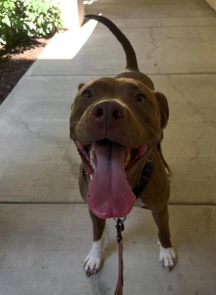 Enlarge Maple, a ADOPTABLE Pit Bull Terrier in TEMECULA, CA image 3/5