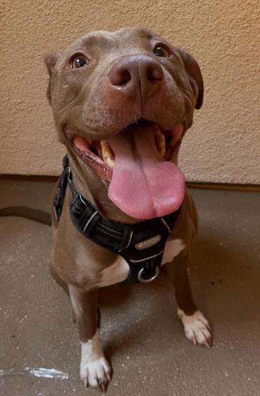 Enlarge Maple, a ADOPTABLE Pit Bull Terrier in TEMECULA, CA image 4/5