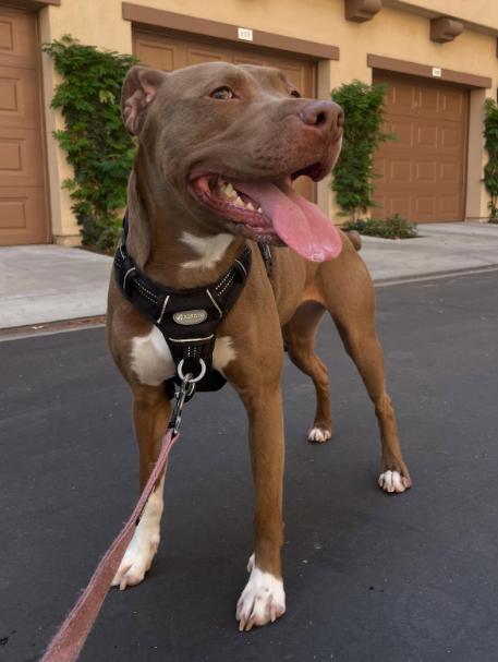 Enlarge Maple, a ADOPTABLE Pit Bull Terrier in TEMECULA, CA image 5/5