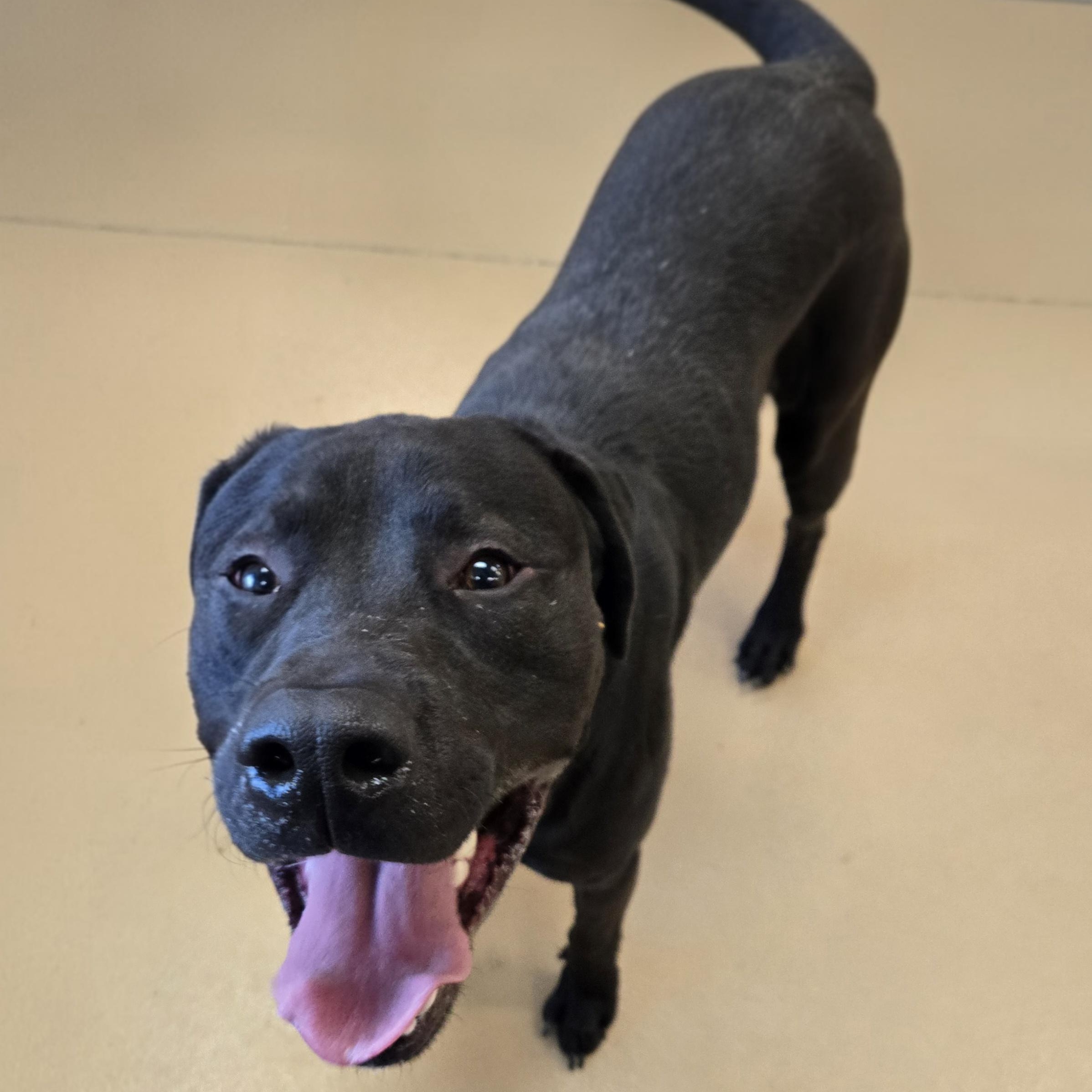 Enlarge Sampson, a Adoptable Labrador Retriever in Xenia , OH image 2/6