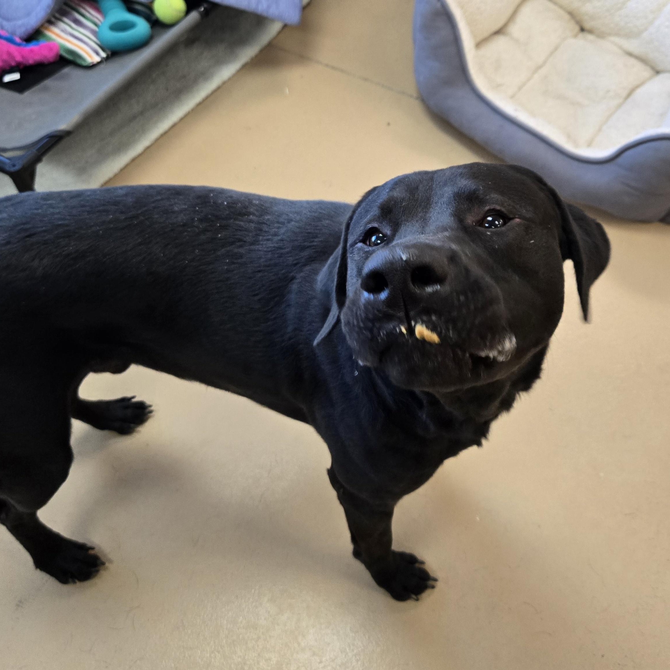 Enlarge Sampson, a Adoptable Labrador Retriever in Xenia , OH image 3/6