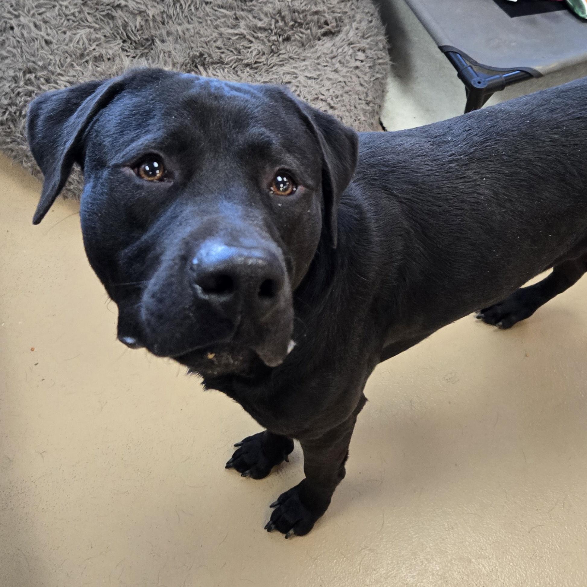 Enlarge Sampson, a Adoptable Labrador Retriever in Xenia , OH image 6/6