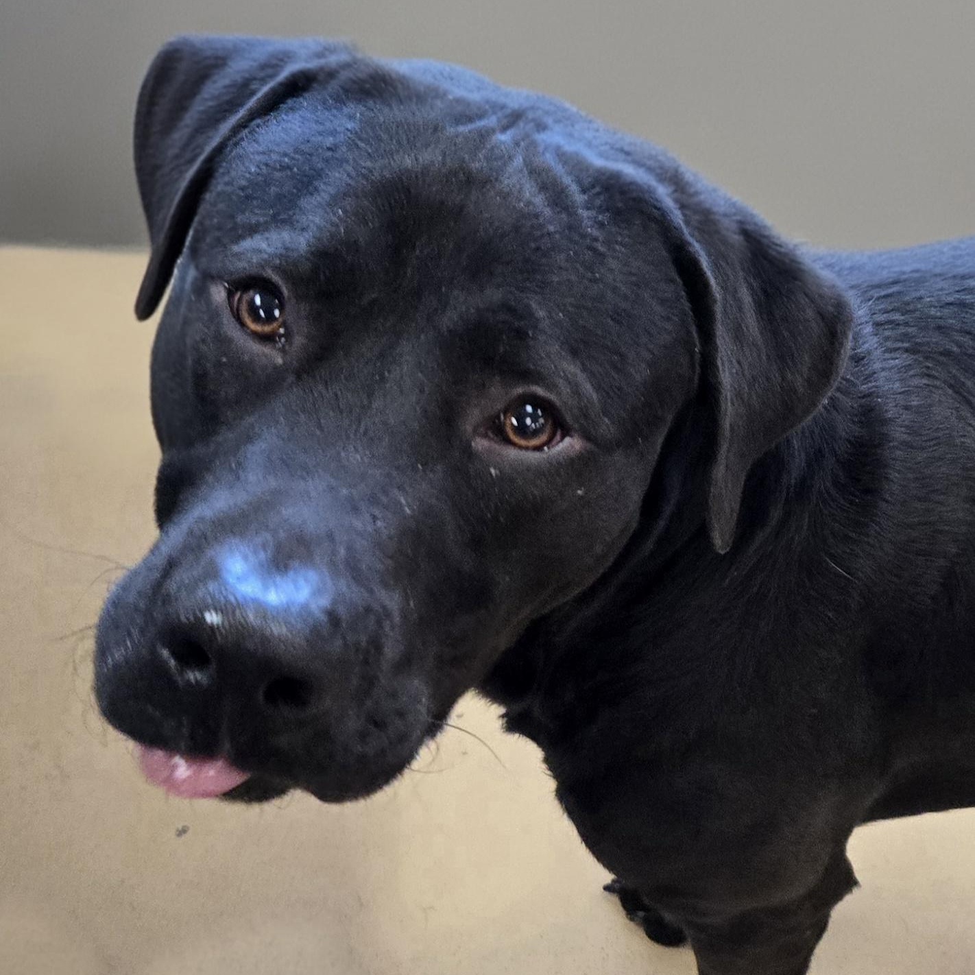 Enlarge Sampson, a Adoptable Labrador Retriever in Xenia , OH image 5/6