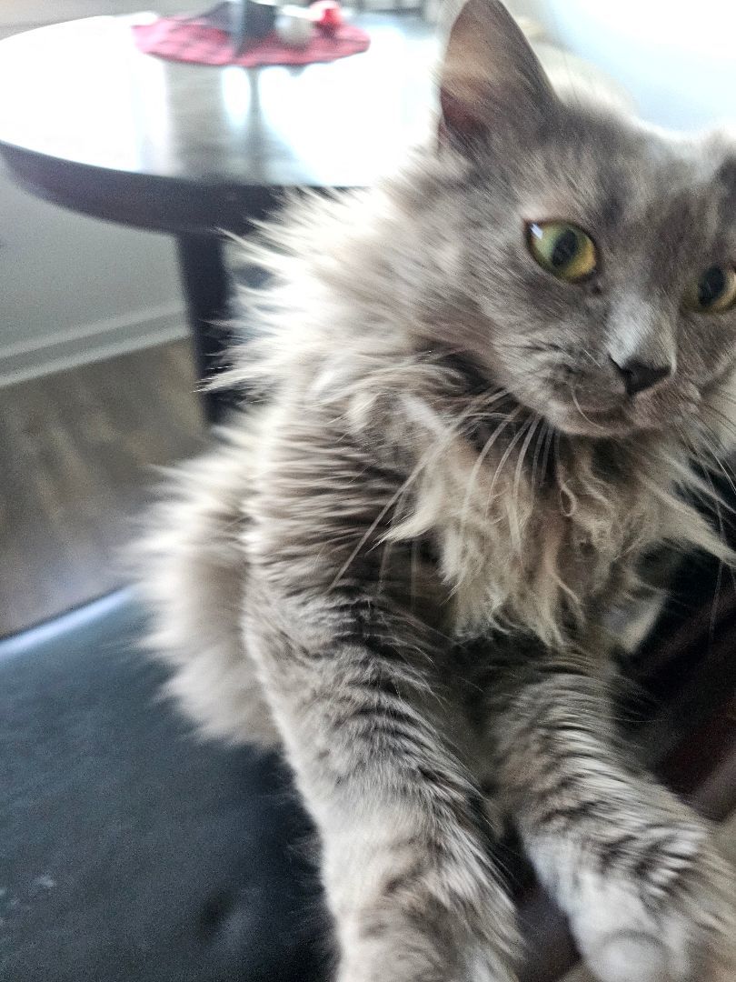 Enlarge Baeyah, a Adopted mixed breed in johnston, RI image 4/5