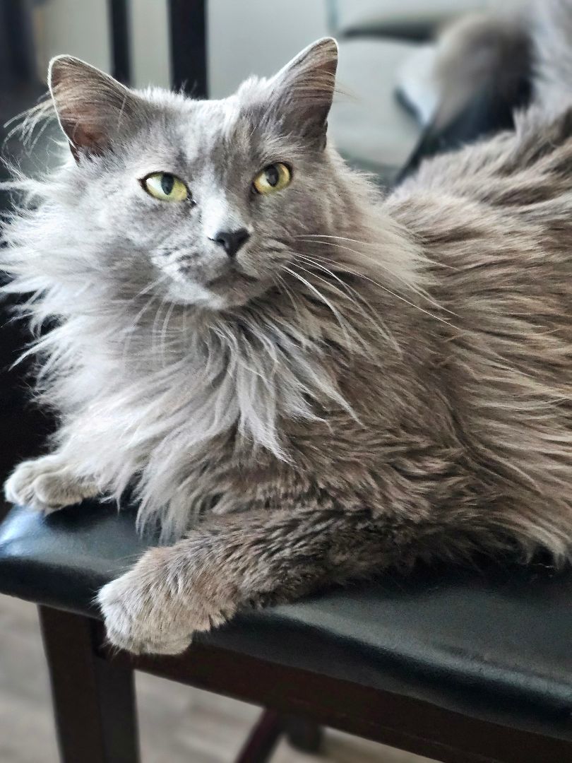 Baeyah, Adopted, Adult Female Domestic Long Hair & Maine Coon.