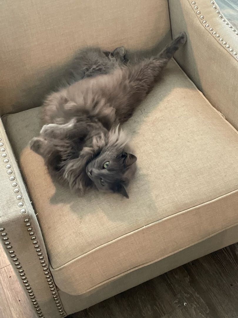 Enlarge Baeyah, a Adopted mixed breed in johnston, RI image 2/5