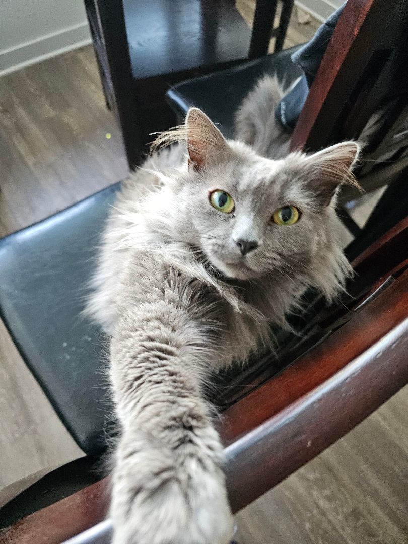 Enlarge Baeyah, a Adopted mixed breed in johnston, RI image 3/5