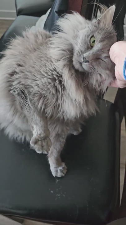 Enlarge Baeyah, a Adopted mixed breed in johnston, RI video 5/5