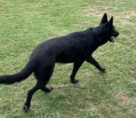 Rita, Adoptable, Adult Female German Shepherd Dog.