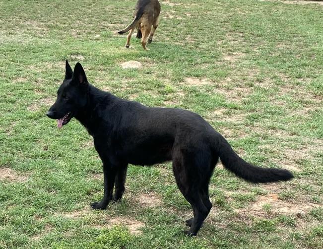 Rita, a Adoptable German Shepherd Dog in Round Rock, TX image 2/4