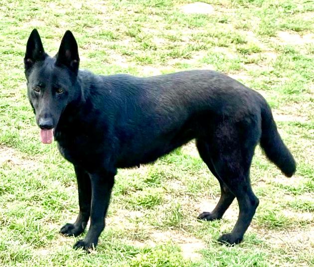 Rita, a Adoptable German Shepherd Dog in Round Rock, TX image 3/4