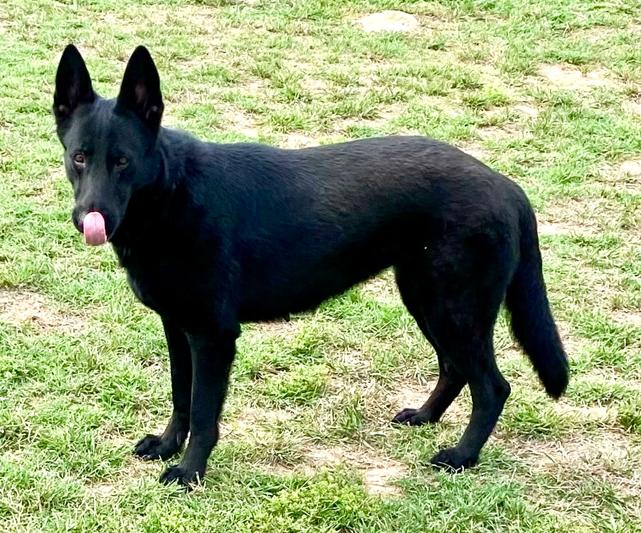 Rita, a Adoptable German Shepherd Dog in Round Rock, TX image 4/4